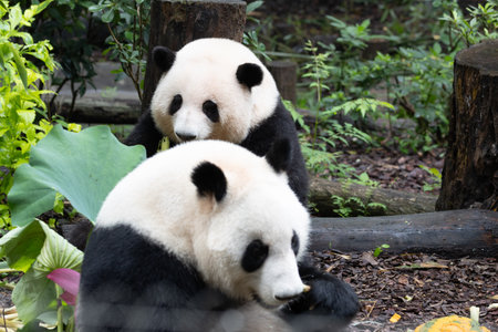 He hua and He Ye on thier Birthday, Chengdu Panda Baseの写真素材