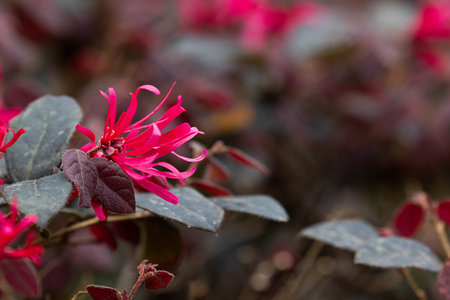 close-up of a pink fringe flower (Loropetalum chinense)