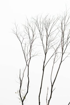 Dead tree branches on white background, dead tree branches on white background