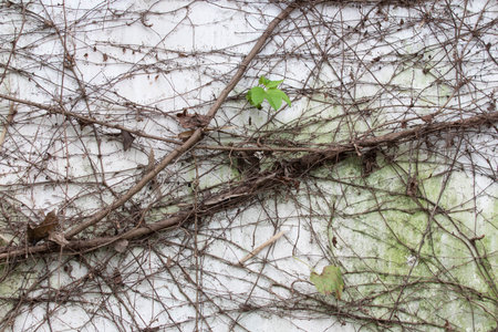 Ivy on a white wall with copy space for your text.の写真素材