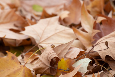 Fallen autumn leaves on the ground, close-up, selective focus