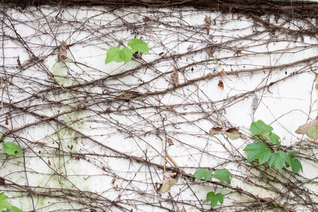 Ivy on a white wall. The concept of wild nature.の写真素材