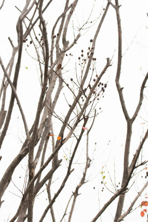 closeup of photoの写真素材