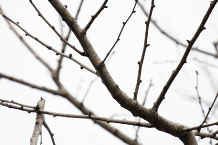 dry tree branches in winter, close-up of tree branches in winterの写真素材
