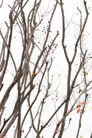 autumn leaves on a tree branch, close-up, macroの写真素材