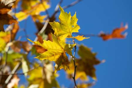 autumn maple leaves on the blue sky background, note shallow depth of fieldの写真素材