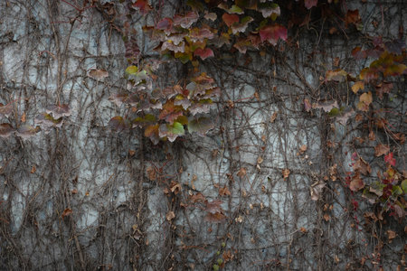 Autumn leaves on the tree in sunny day. Selective focusの写真素材
