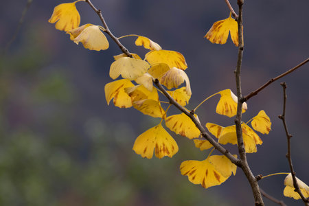 Ginkgo biloba leaves in autumn, closeup of photo