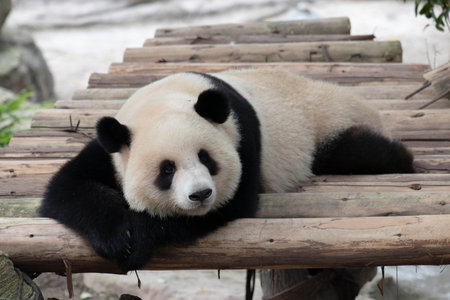 Giant panda sleeping wood structure, Chengdu Panda Base , Chinaの写真素材