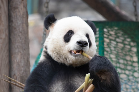 Giant panda, Meng Er ,  bear eating bamboo , Beijing, Chinaの写真素材
