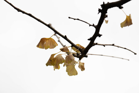 Ginkgo biloba leaves on a tree branch with white backgroundの写真素材