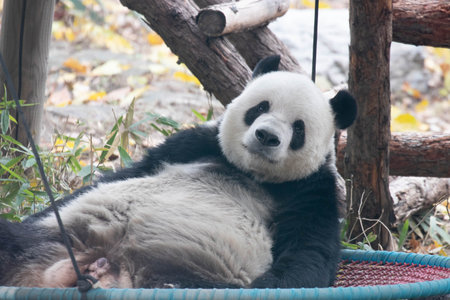 A giant panda Meng Er , Beijing , China.の写真素材