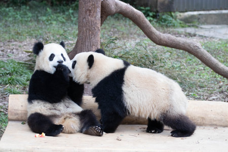 Playful Panda, Yu ai and Yu Ke playing on the playgroundの写真素材