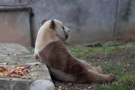 Brown Panda, Qi Zai, relaxing on the yard, Qinling Wildlife Park, Chinaの写真素材