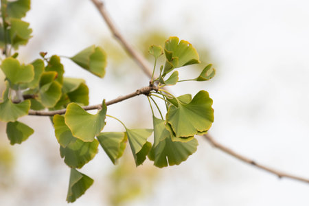 Fresh green ginkgo leaves unfurl gracefully along a slender branch, their fan-shaped forms touched with hints of golden edges.の写真素材