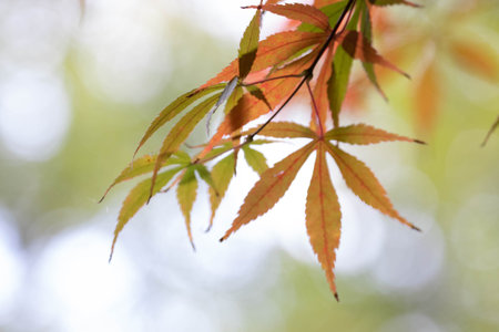 Brilliant red and orange maple leaves hang gracefully, their vivid colors mirrored in the water...