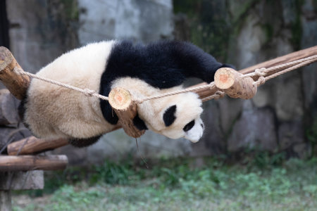 Playful Panda, Yu ai on the swinging ladder, Chongqing, Chinaの写真素材