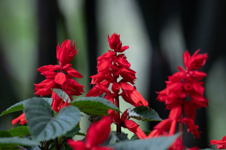 Vibrant spikes of scarlet sage flowers (Salvia splendens) rise above lush green foliage, glowing brightly against a softly blurred background.の写真素材