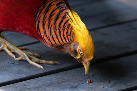 A striking golden pheasant displays its radiant plumage, with a vivid yellow crest flowing into bold orange and black striped feathers.の写真素材