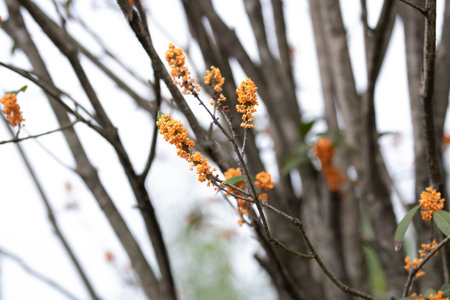 A cluster of golden-orange flowers clings to a slender branch, radiating warmth and fragranceの写真素材