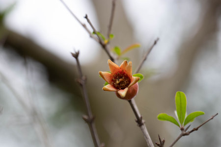 a young flower just beginning to bloom, its orange-red petals curling outward to reveal the intricate inner core.の写真素材