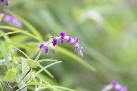 Soft purple blooms of Mexican bush sage (Salvia leucantha) arch gracefully among slender green leavesの写真素材