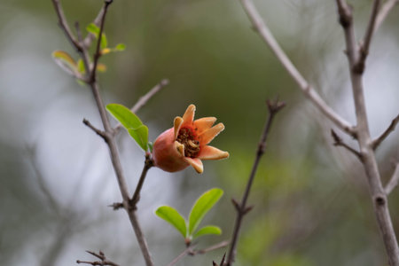 a young pomegranate flower just beginning to bloom, its orange-red petals curling outward to reveal the intricate inner core.の写真素材