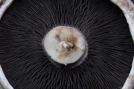 Abstract detail of Texture and pattern of Portobello mushroom , Agaricus bisporusの写真素材