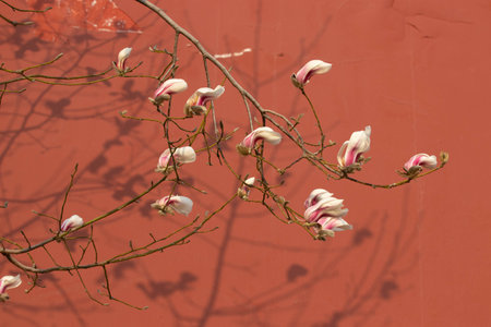 Magnolia flowers on a red wall background, closeup of photoの写真素材