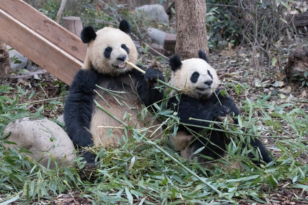 Precious moment of Mother Panda with her Cub , Chengdu, Chinaの写真素材