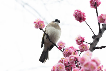 A small songbird perches quietly on a slender branch adorned with delicate pink plum blossoms. Set against a clean, pale sky, the soft feathers of the bird contrast gently with the vivid blooms, creating a serene springtime scene.の写真素材