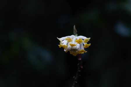 Close up white flowers, A delicate cluster of wintersweet flowers unfolds on a bare branch, their creamy white petals framing warm golden centersの写真素材