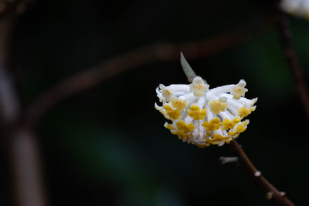 Close up white flowers, A delicate cluster of wintersweet flowers unfolds on a bare branch, their creamy white petals framing warm golden centersの写真素材