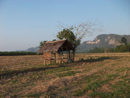 Rice field in Thailand の写真素材