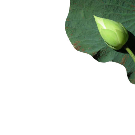 Lotus flower and leaf isolated on whiteの写真素材