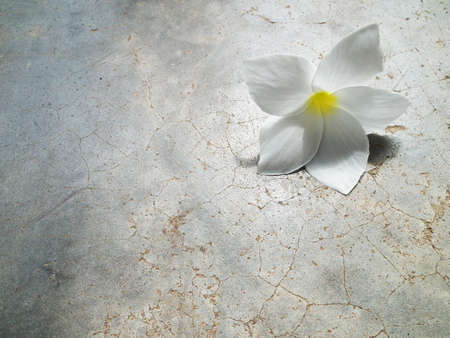 Frangipani plumeria Spa Flower  background