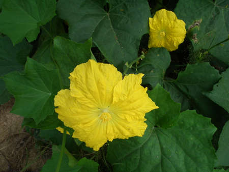 gourd vegetables  flowerの写真素材