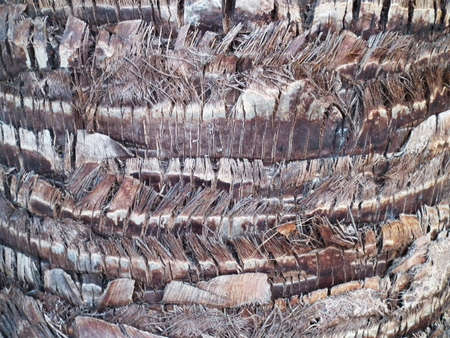 Tree bark textureの写真素材
