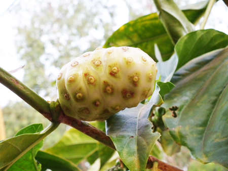 Noni fruits の写真素材