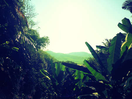 Forest  nature green wood  with sunlightの写真素材