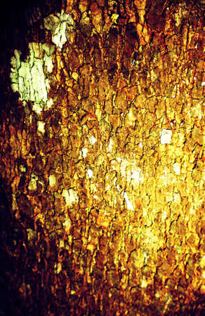 Texture of wood background  vintage effect の写真素材