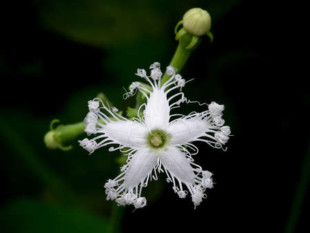 snake gourd flower の写真素材