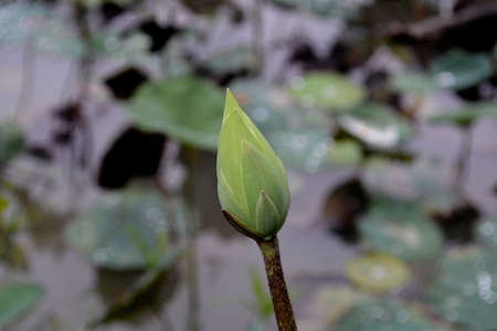 Green lotus in pond の写真素材