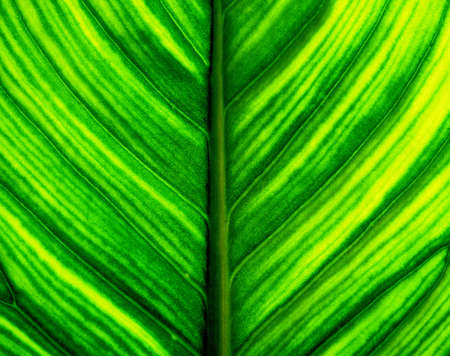 tropical leaf green background texture
