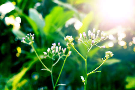 nature background  wild  flowerの写真素材