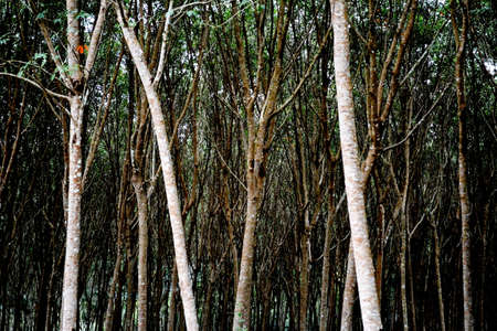 Rubber trees in the gardenの写真素材