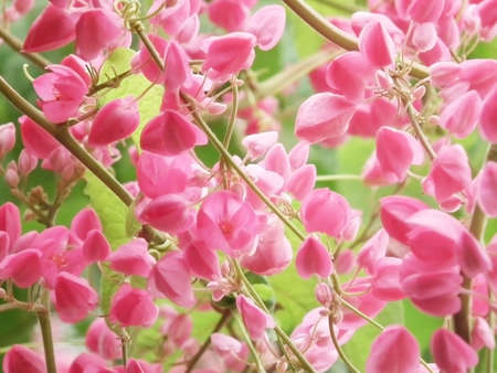 Mexican Creeper flowerの写真素材