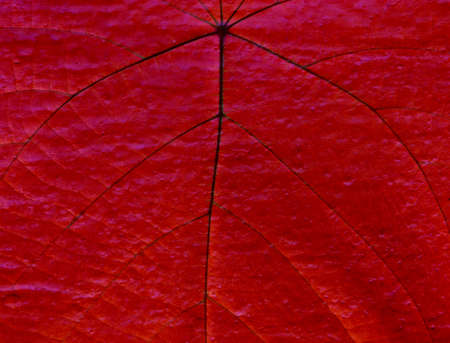 abstract red backgroundの写真素材