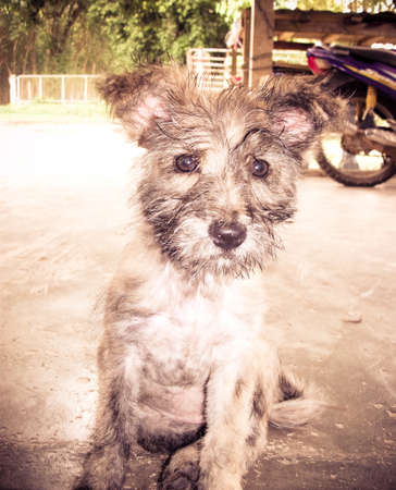 cute  dog  vintage effectの写真素材