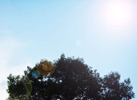 green tree and sun lightの写真素材